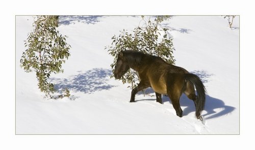 brumby